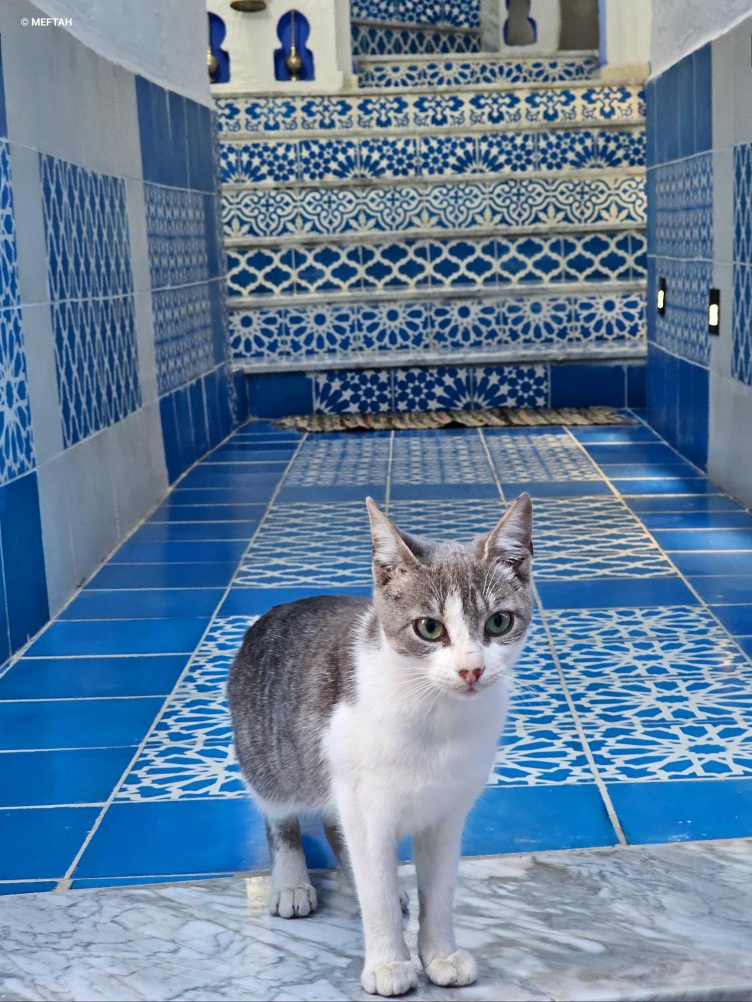 シェフシャウエンCasa Meftah Blueアパートメント エクステリア 写真
